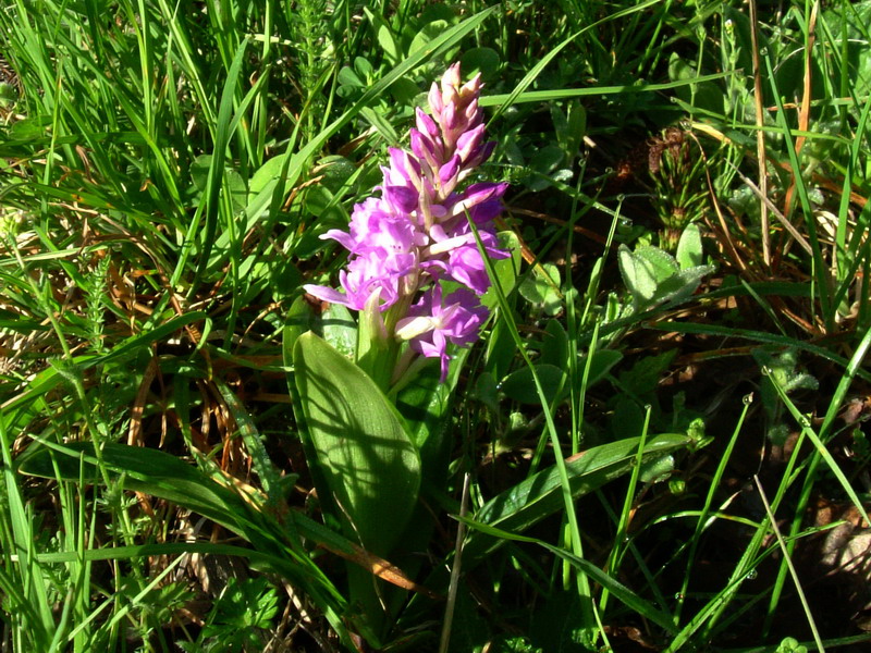 Orchis mascula